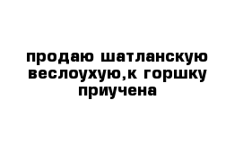 продаю шатланскую веслоухую,к горшку приучена